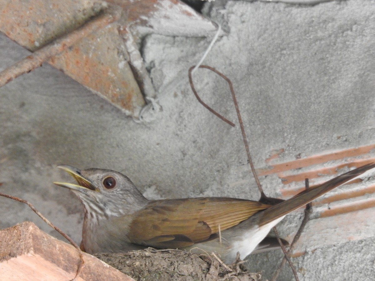 Pale-breasted Thrush - ML142196151