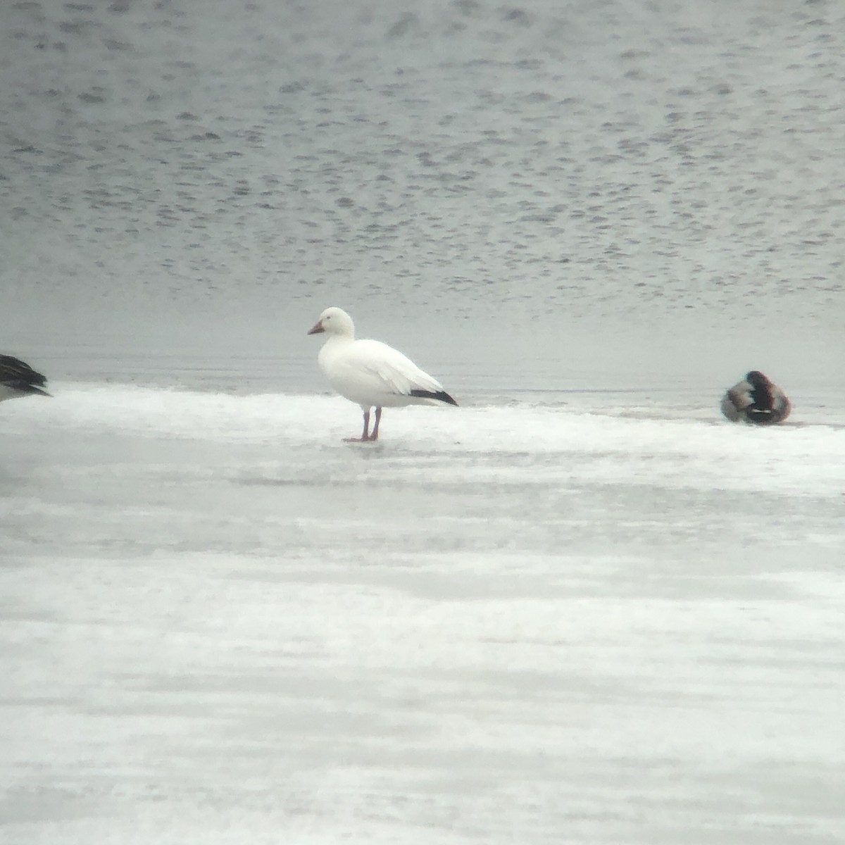 Snow Goose - ML142197841