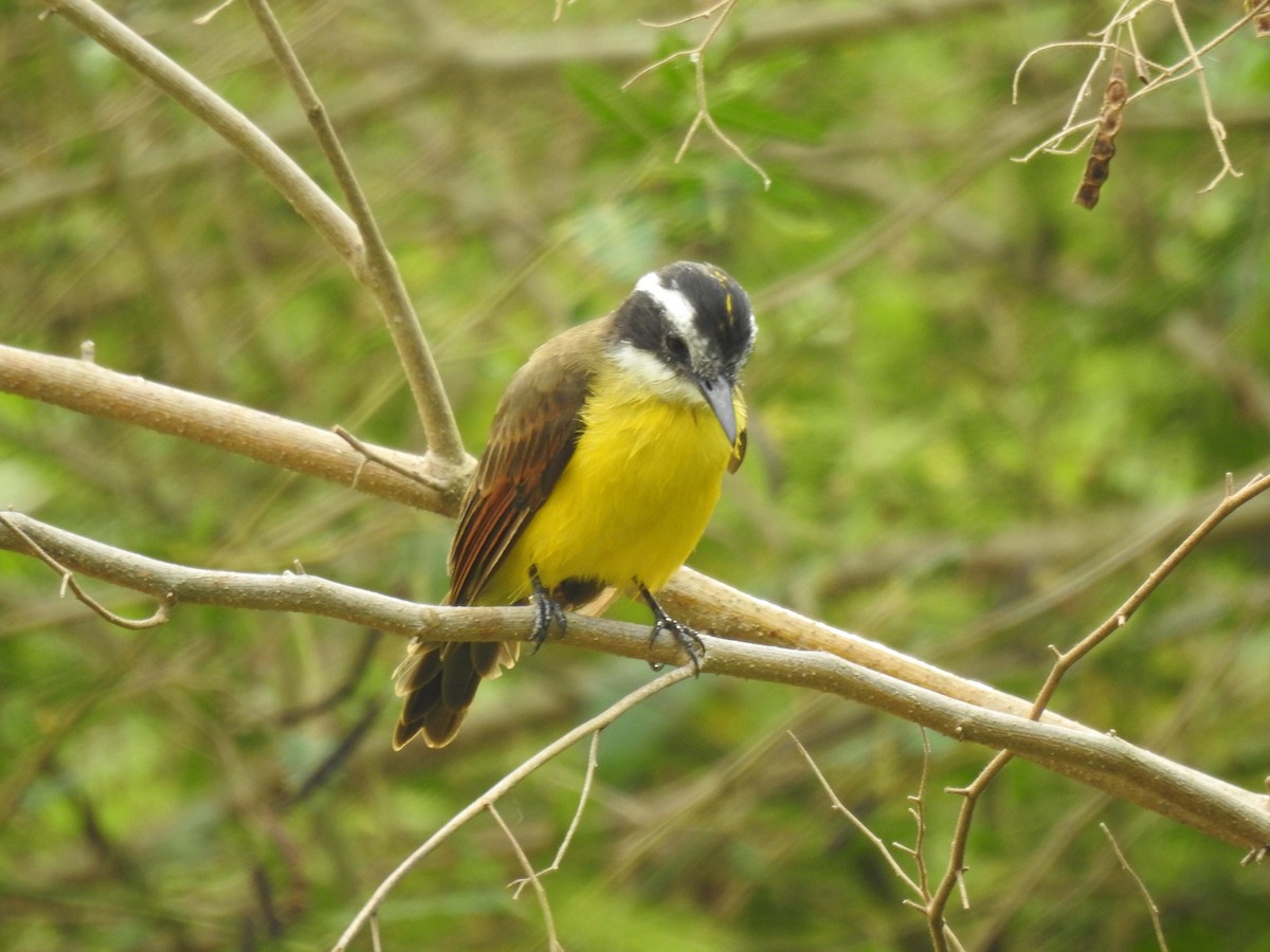 Lesser Kiskadee - ML142198341