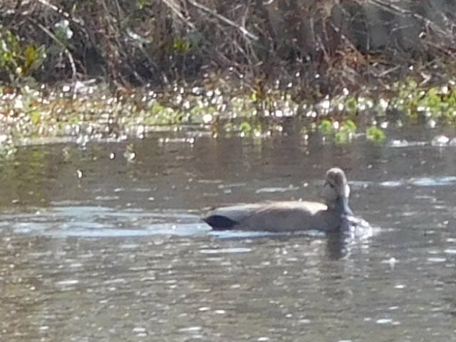 Gadwall - ML142198761