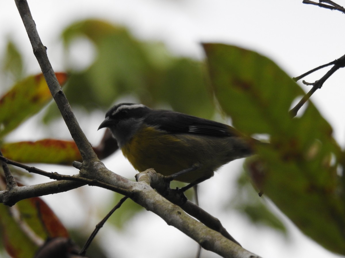 Bananaquit - Ilmer Mendez