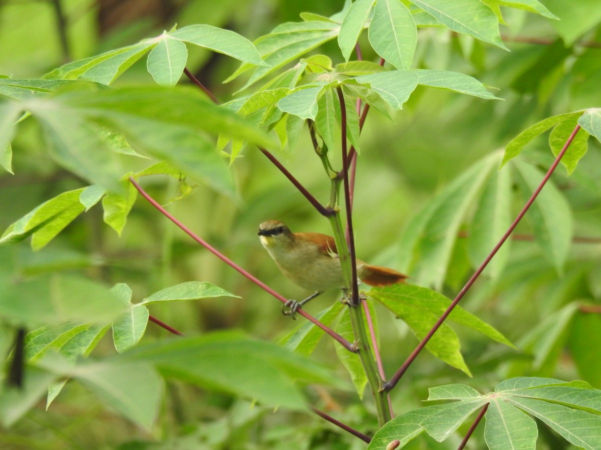 Yellow-chinned Spinetail - ML142199171