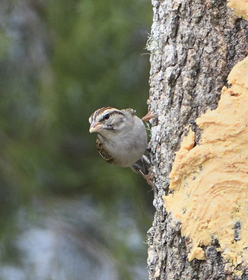 Chipping Sparrow - ML142199651