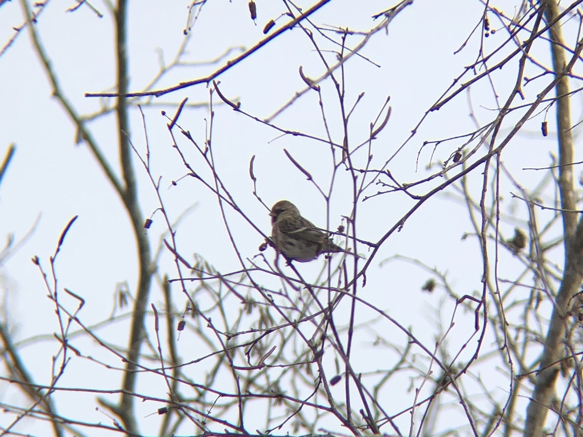 Common Redpoll - ML142201011