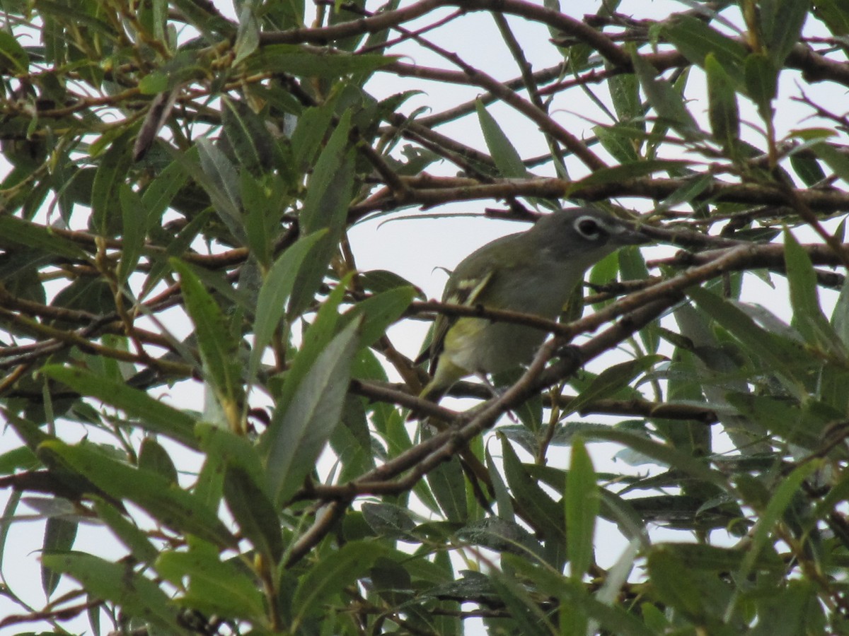 Blue-headed Vireo - ML142203341