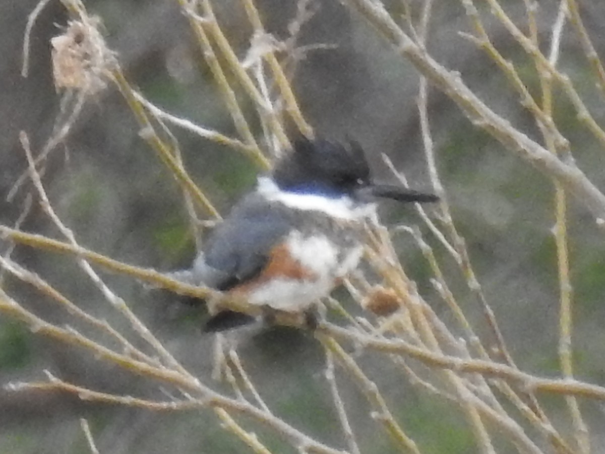 Belted Kingfisher - ML142204121