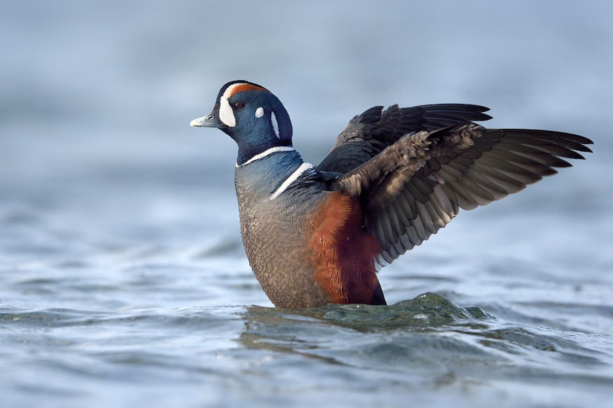 Harlequin Duck - ML142205181