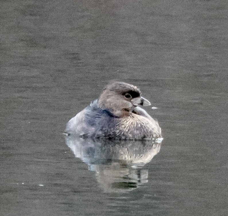 Pied-billed Grebe - ML142205481