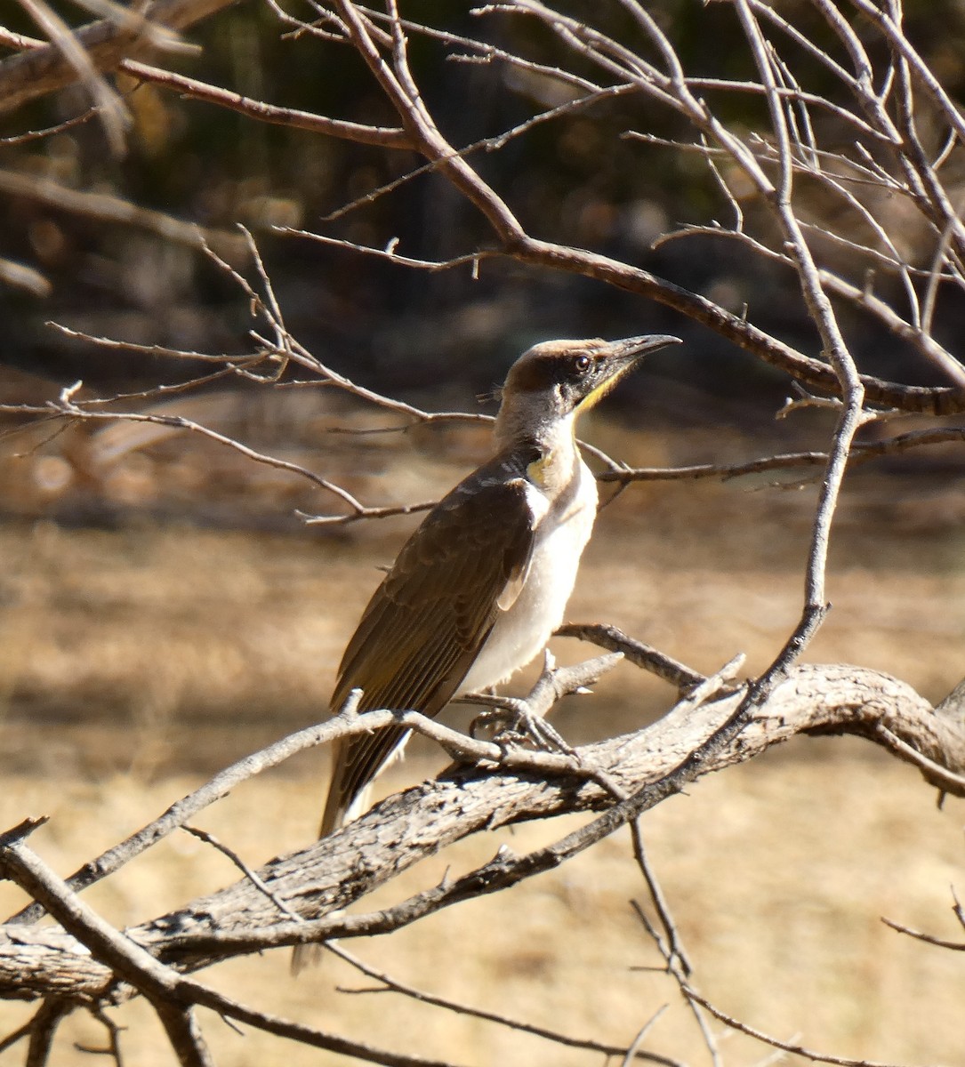 Little Friarbird - ML142206141