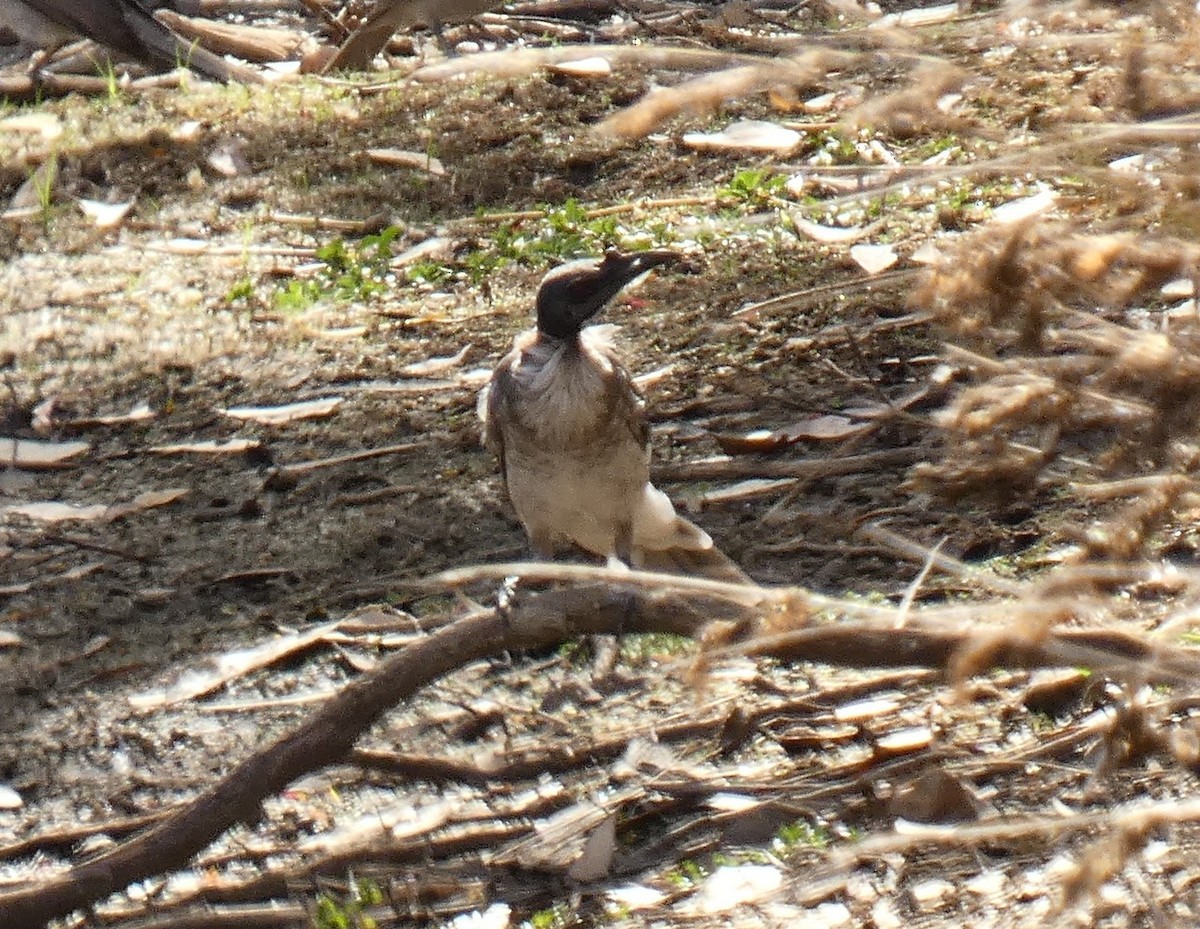 Noisy Friarbird - ML142206261