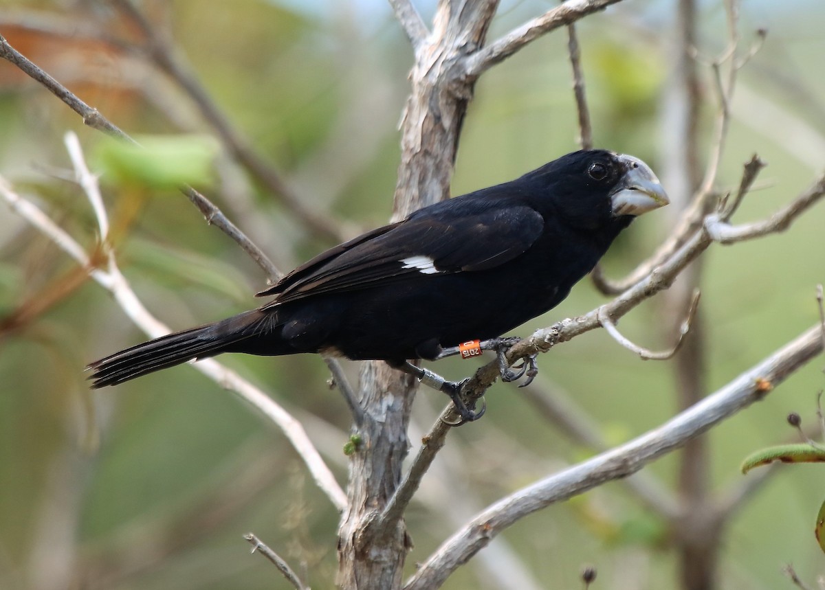 Great-billed Seed-Finch - Fabio Olmos