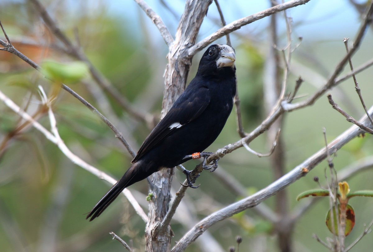 Great-billed Seed-Finch - Fabio Olmos