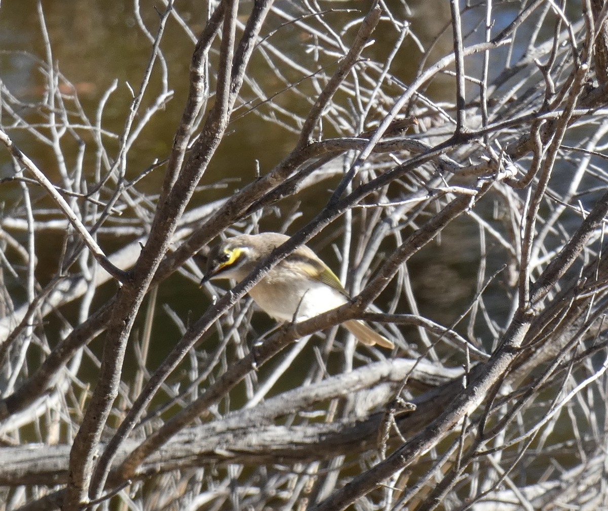 Yellow-faced Honeyeater - ML142206531