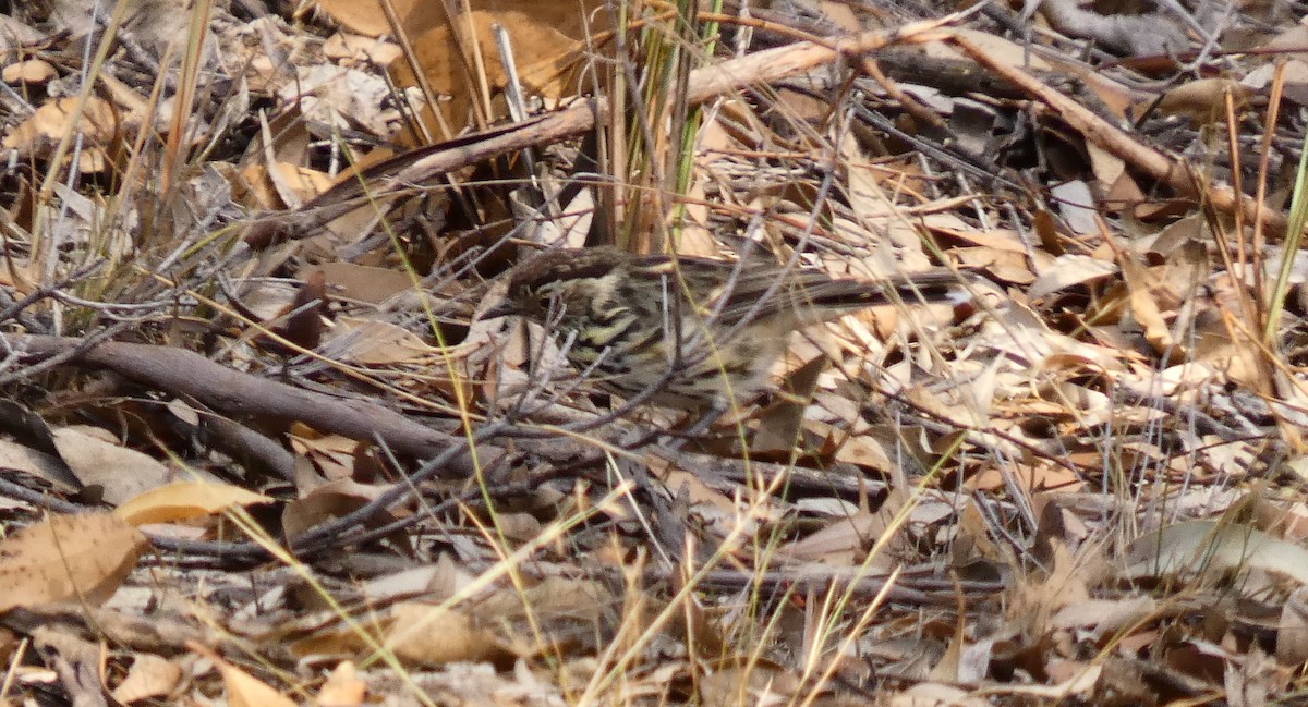 Speckled Warbler - ML142207381