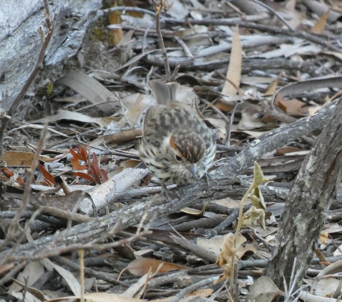 Speckled Warbler - ML142207401