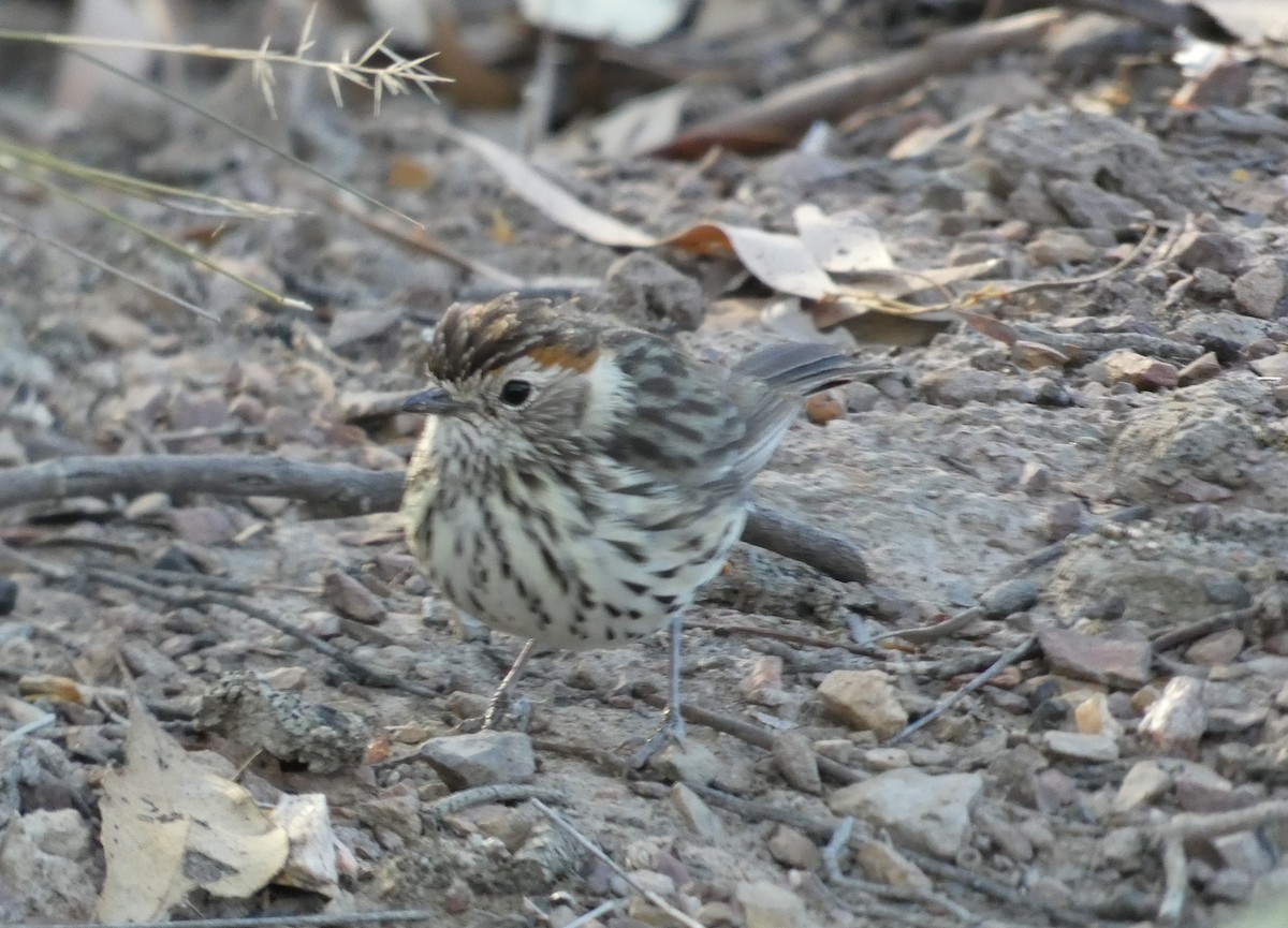 Speckled Warbler - ML142207421