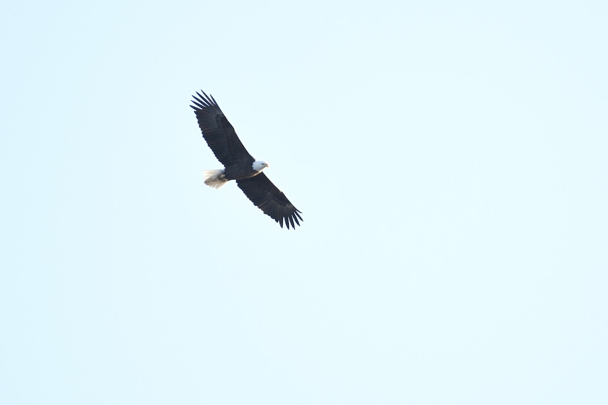 Bald Eagle - ML142207641