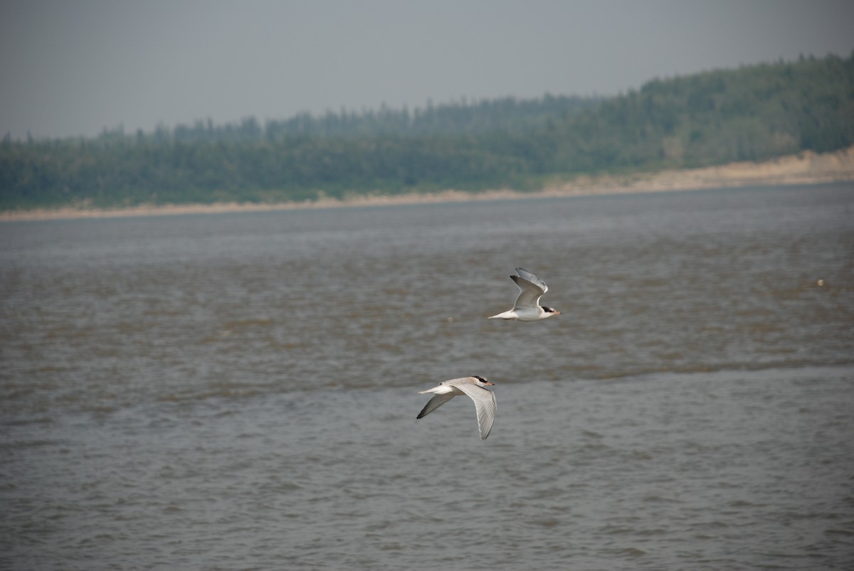 Common Tern - ML142208041