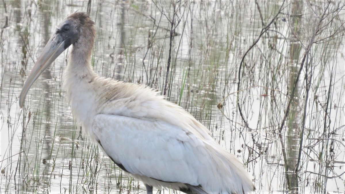 Wood Stork - Tom Obrock