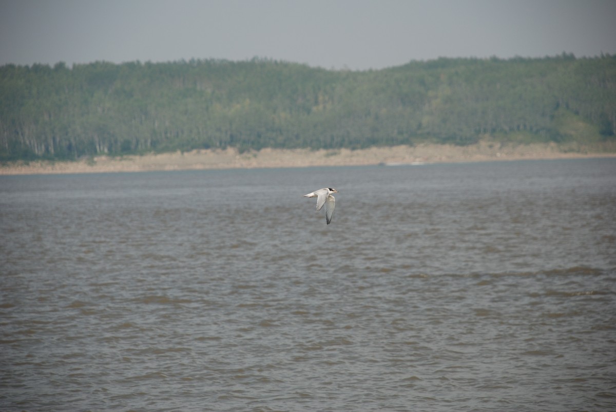 Common Tern - ML142208201