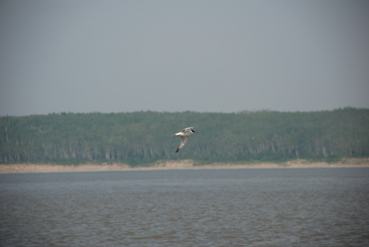 Common Tern - ML142208261