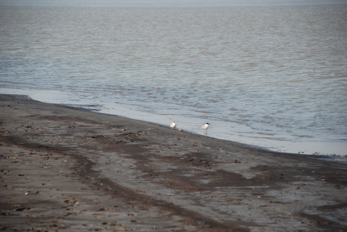 Common Tern - ML142208481