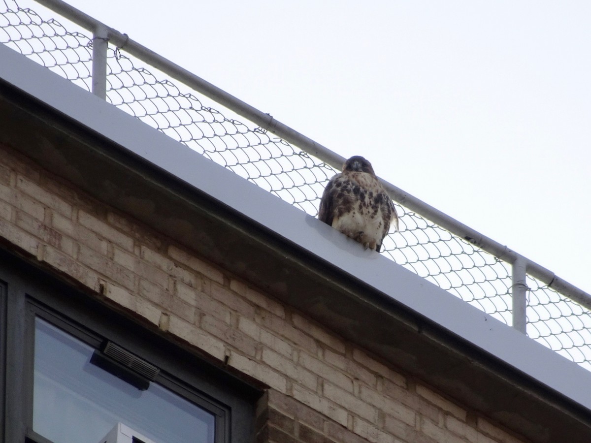 Red-tailed Hawk - ML142209991