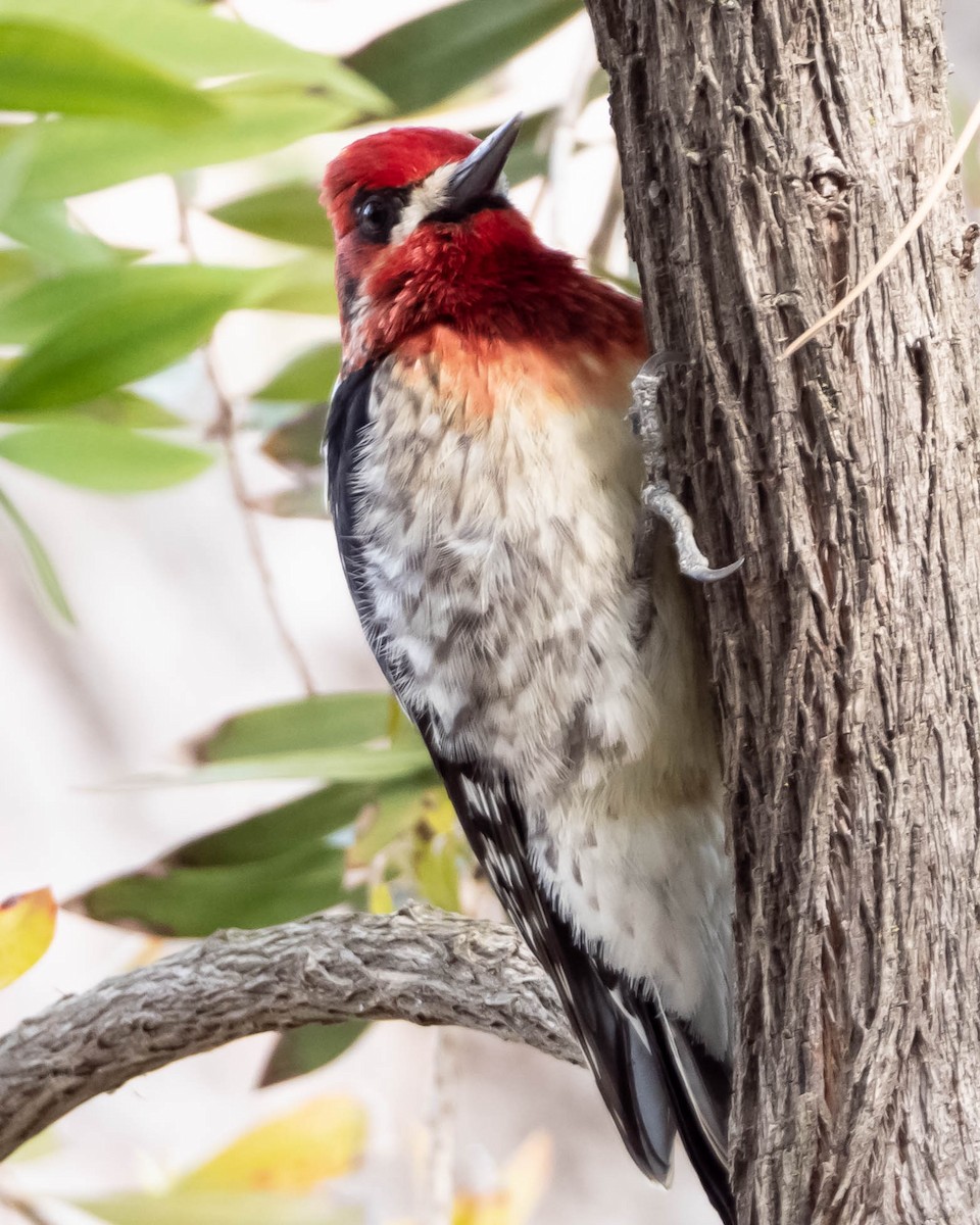 Red-breasted Sapsucker - ML142210061