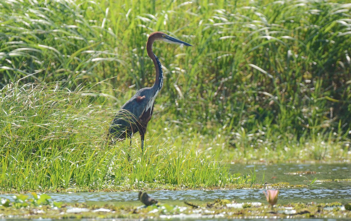 Goliath Heron - Kyle Kittelberger