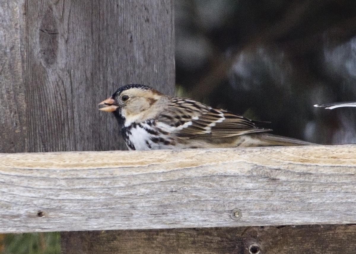 Harris's Sparrow - Mary Clausen