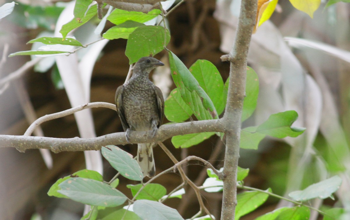 Spotted Honeyguide - ML142215051