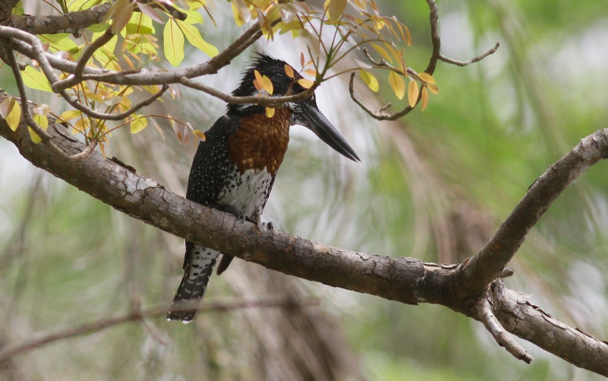 Giant Kingfisher - ML142215071