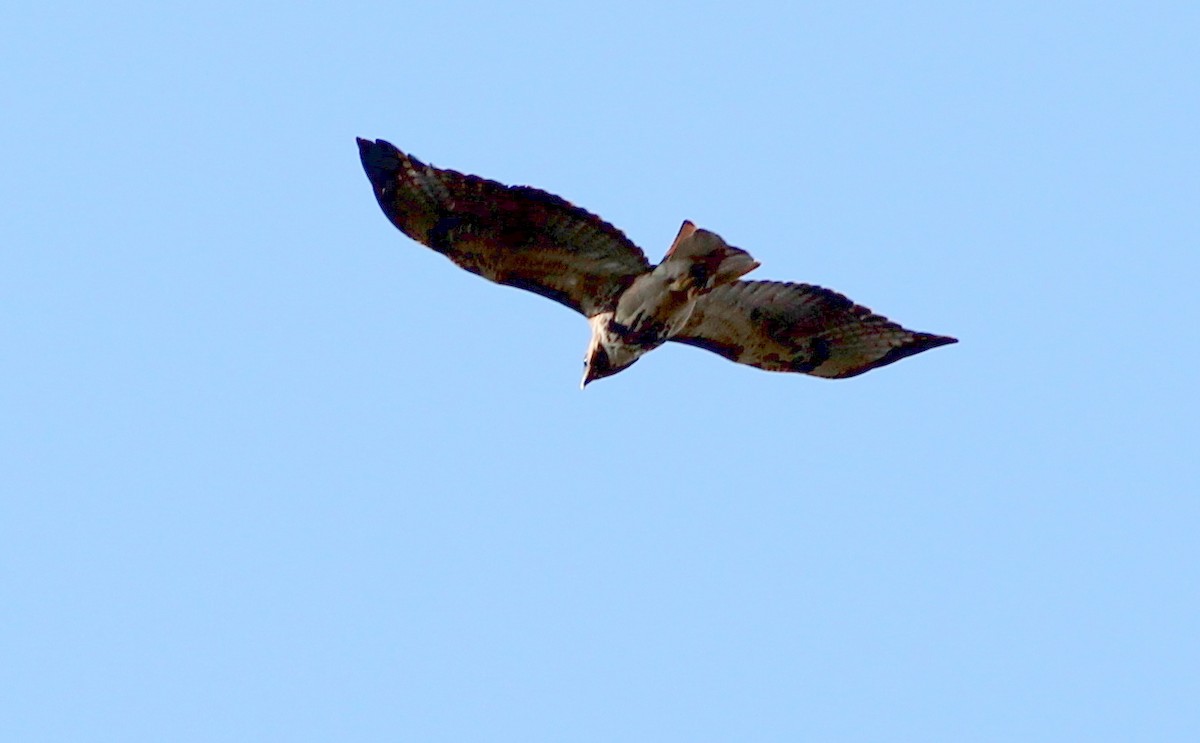 Red-tailed Hawk - ML142216461