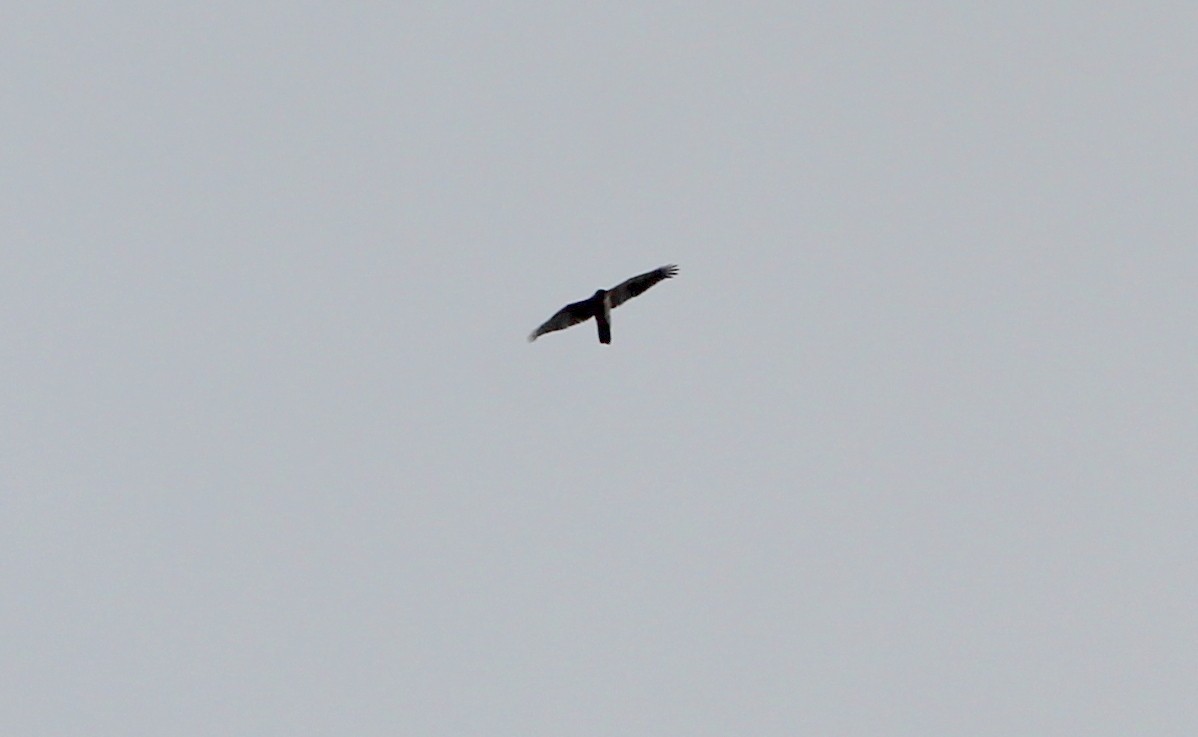 Sharp-shinned Hawk - ML142216501