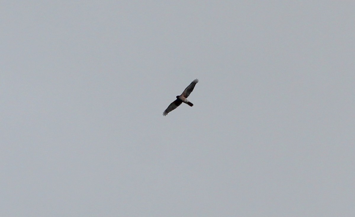 Sharp-shinned Hawk - ML142216511