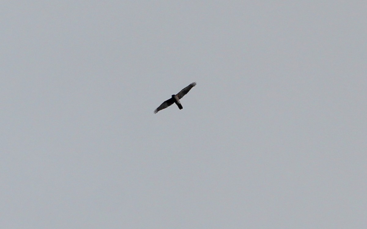 Sharp-shinned Hawk - ML142216521