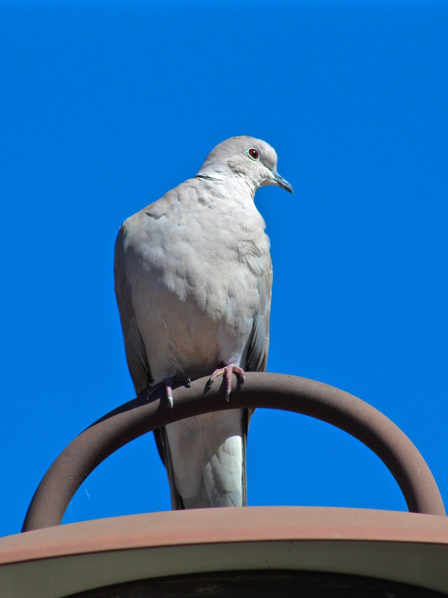 Eurasian Collared-Dove - Kenneth Weaver