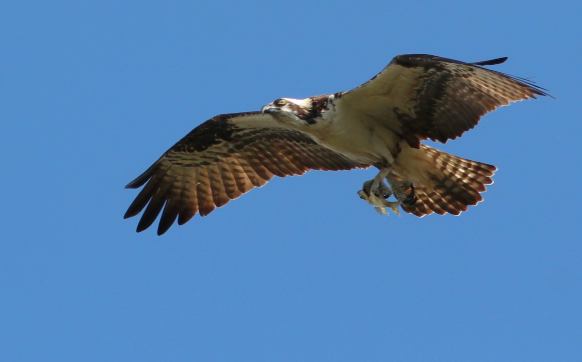 Balbuzard pêcheur (carolinensis) - ML142216751