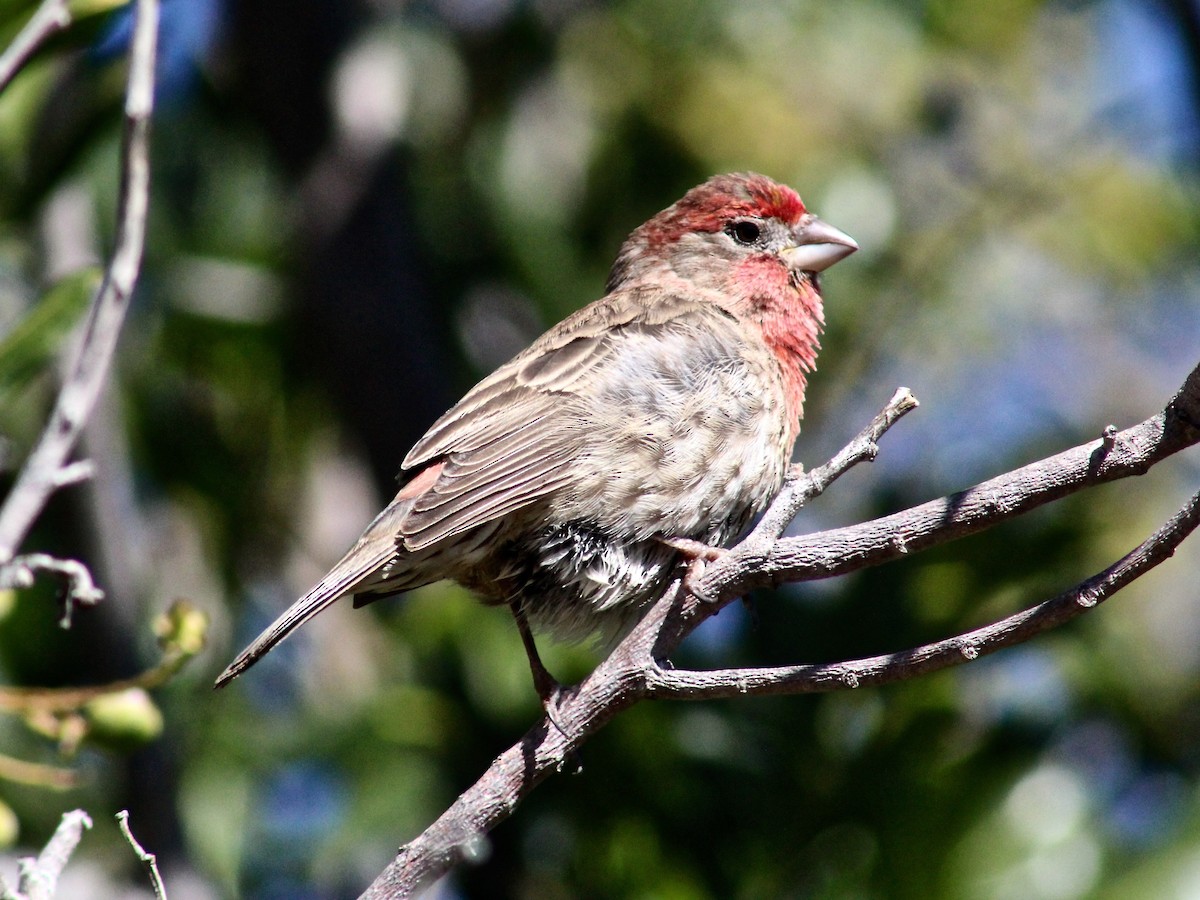 House Finch - ML142216861