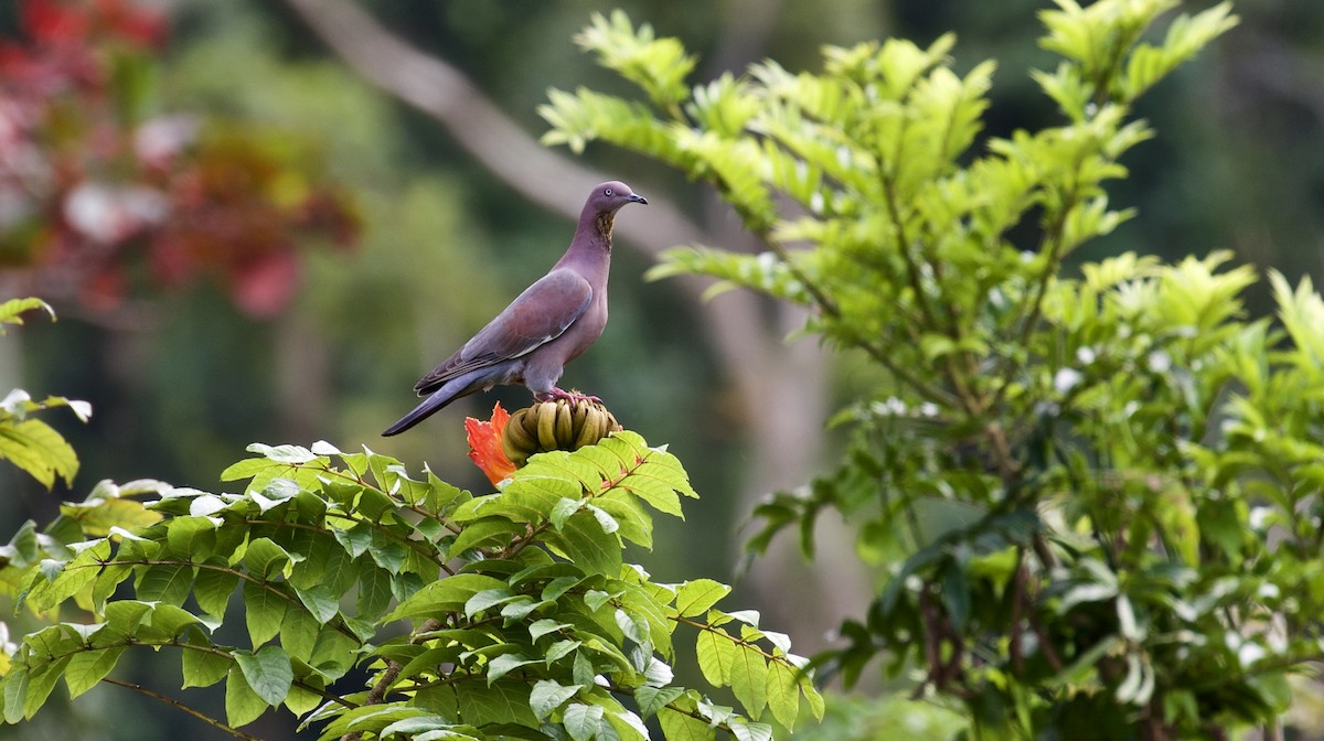 Plain Pigeon - ML142218511