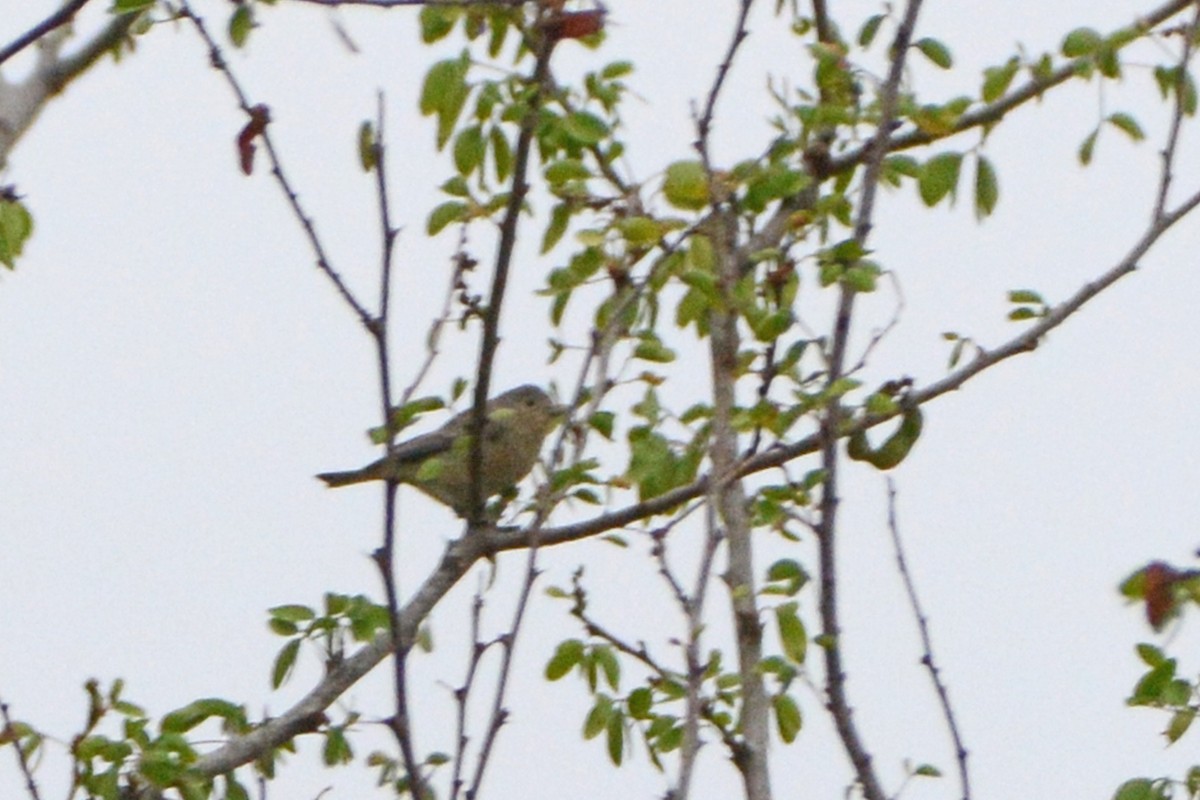 Lucy's Warbler - Marie O'Neill