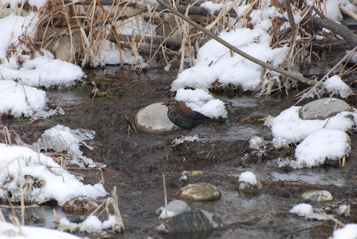Rusty Blackbird - ML142219981