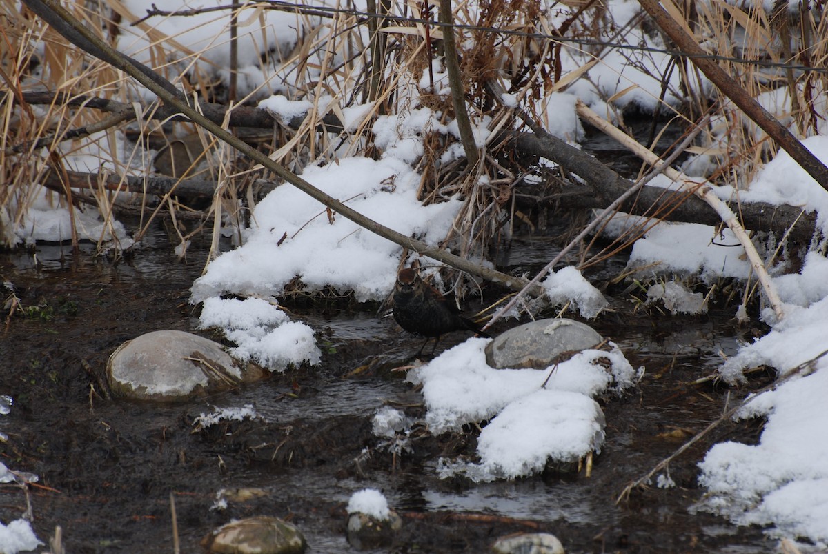 Rusty Blackbird - ML142220021