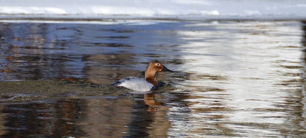 Canvasback - Andrew Bailey