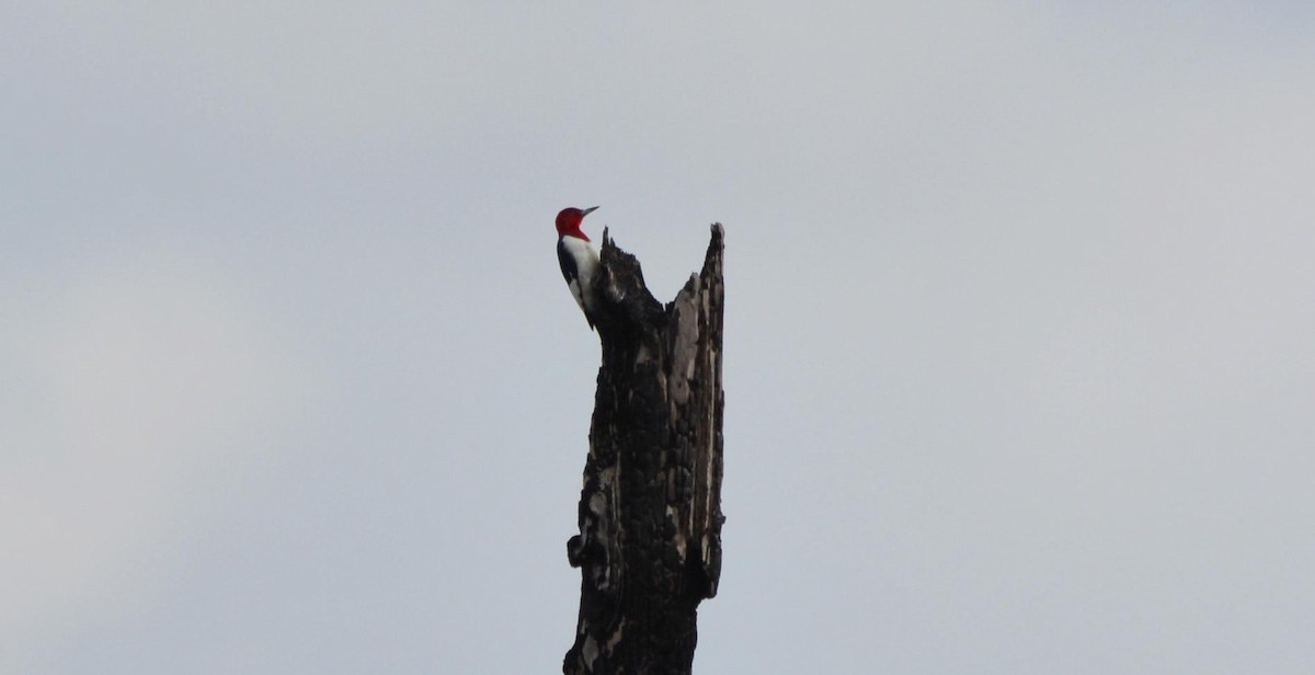 Pic à tête rouge - ML142221151