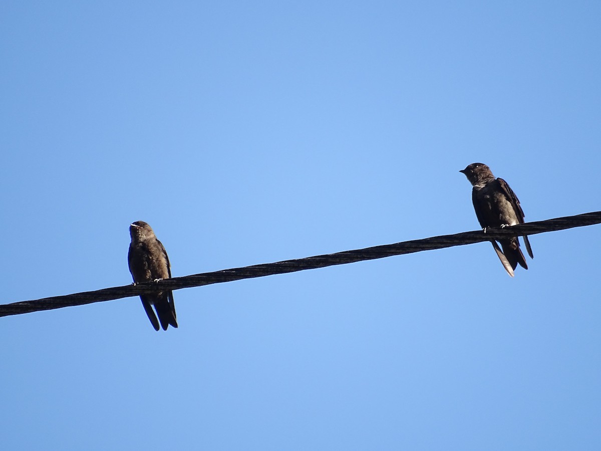 White-thighed Swallow - Beny Wilson