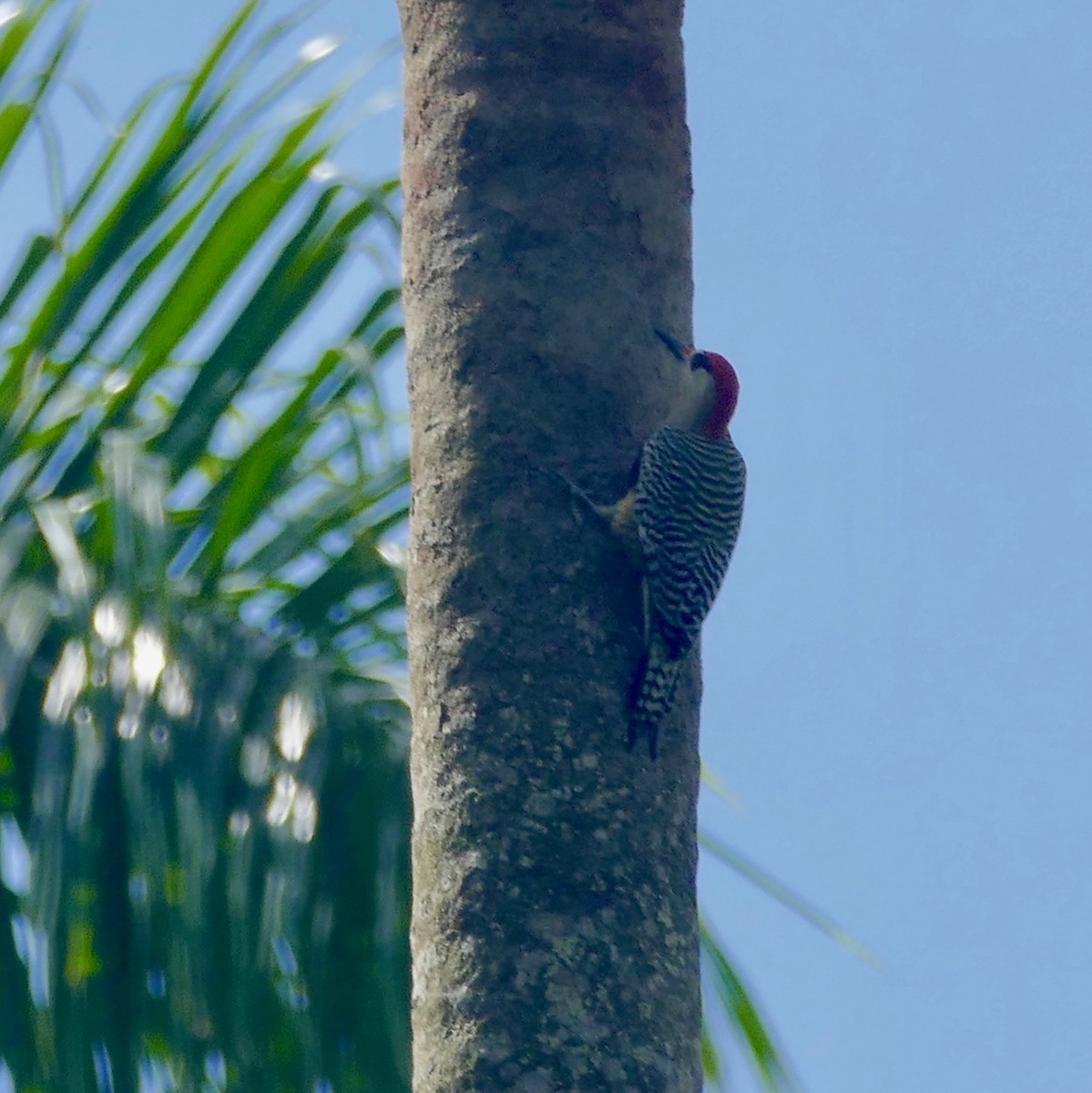 West Indian Woodpecker - Don Hall