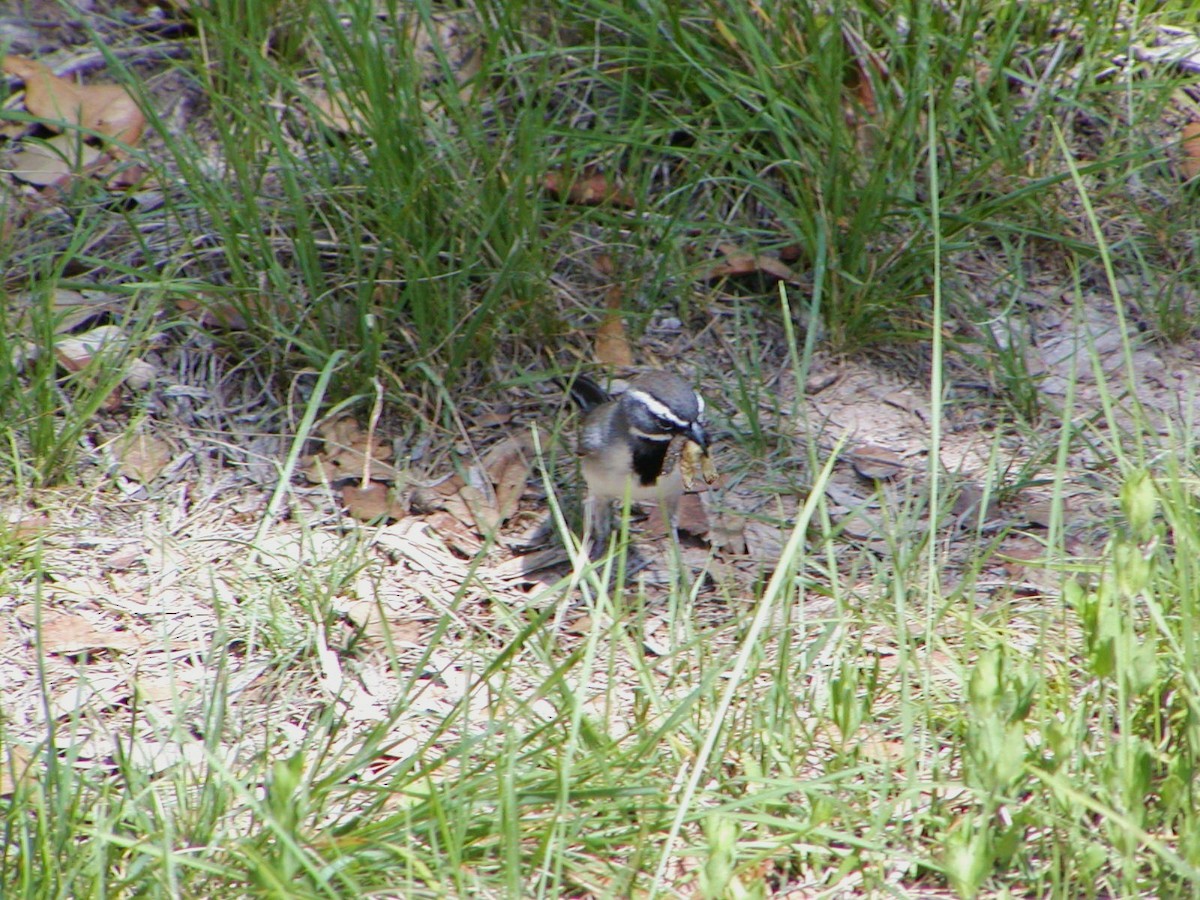 Black-throated Sparrow - ML142225021