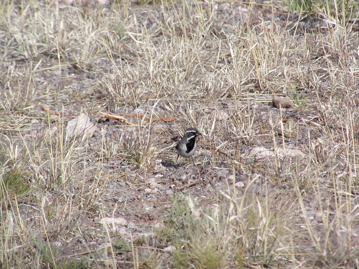 Black-throated Sparrow - ML142225171