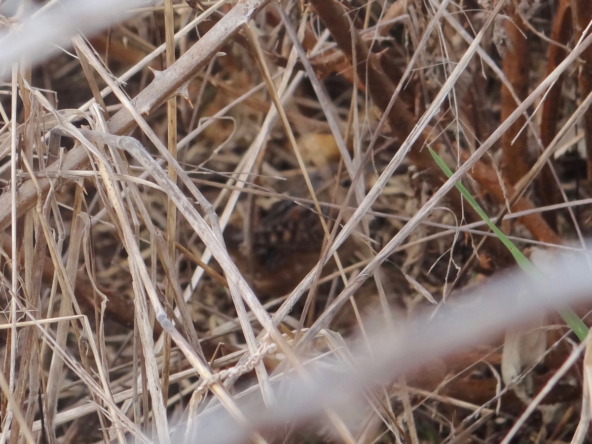 Sedge Wren - ML142226521